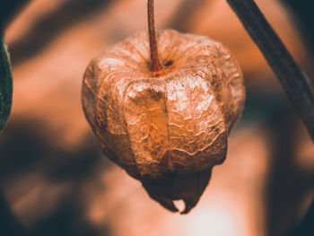 Close-up of heart shape hanging on plant