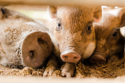 Portrait of pigs relaxing