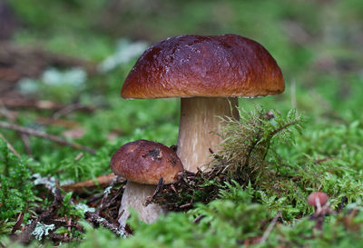 Close-up of bolete mushroom growing on field