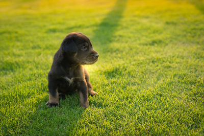 Cute puppy sitting on grassy field