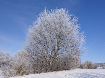 Snow covered trees against sky