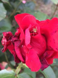 Close-up of wet red flower