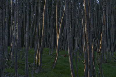 View of trees in forest