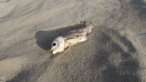 High angle view of dead fish at beach