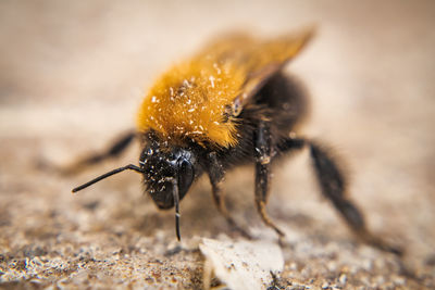 Close-up of bee