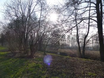 Bare trees on field against sky