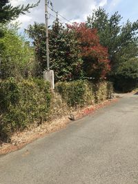 Empty road by trees against sky