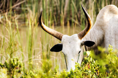 Cow grazing on field