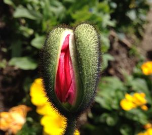 Close-up of pink flower bud