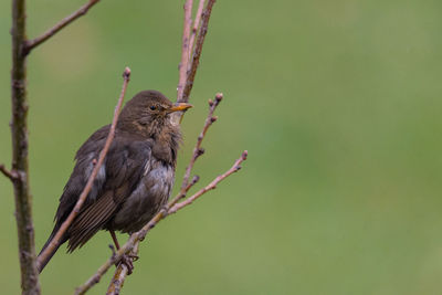 Close-up of bird perching on branch, black bird on branch