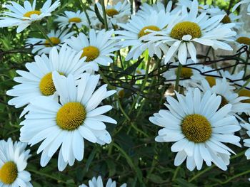 Close-up of white flowers blooming outdoors