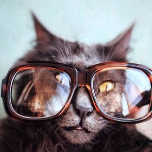 Close-up of cat wearing eyeglasses