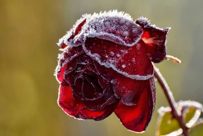 Close-up of frozen red flower