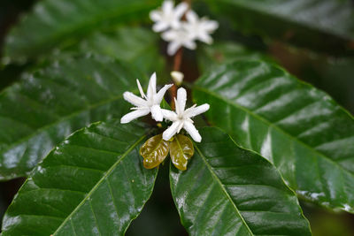 Close-up of white flowering plant leaves