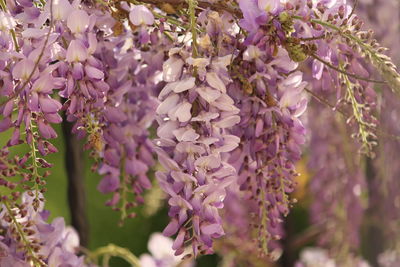 Lilac hyacinth of purple flowering plants