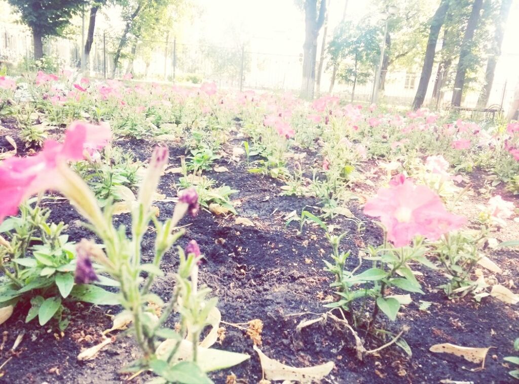 flower, growth, plant, freshness, fragility, leaf, beauty in nature, petal, nature, blooming, in bloom, flower head, field, sunlight, day, tranquility, outdoors, no people, green color, blossom