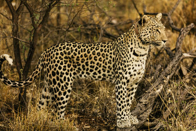 View of a cat lying on land