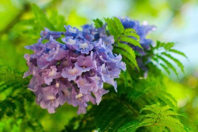 Close-up of purple flowers