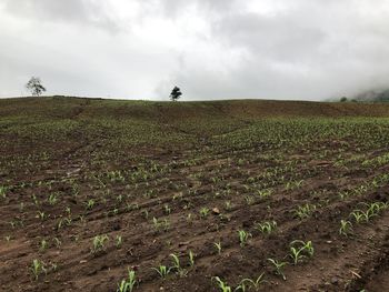 Scenic view of agricultural field
