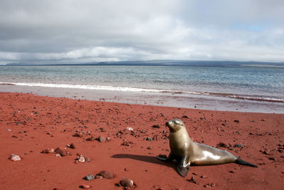 View of seal in sun on beach