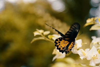 Close-up of butterfly pollinating on flower