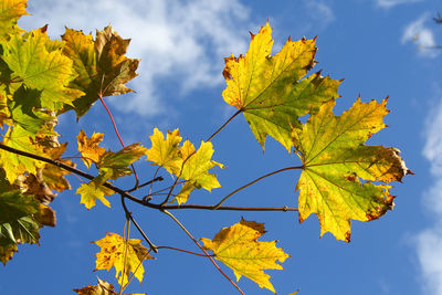 Low angle view of autumnal leaves against blue sky