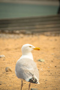 Close-up of seagull perching on land