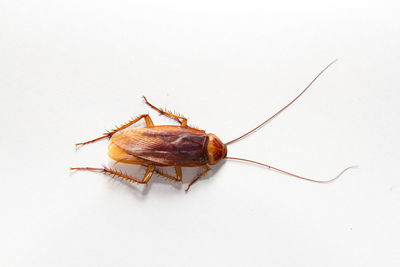 Close-up of cockroach against white background