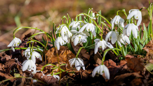 Close-up of white flowering plants on field