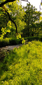 Tree in forest