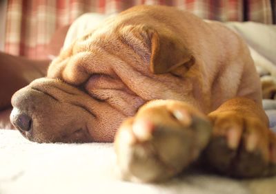 Close-up of dog sleeping