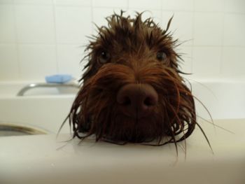 Portrait of a dog on the floor