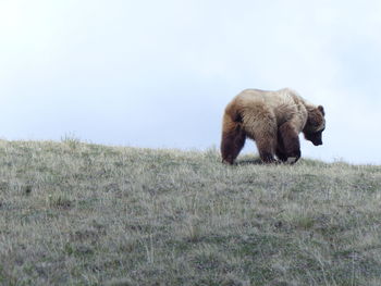 Bear walking on grassy mountain against sky
