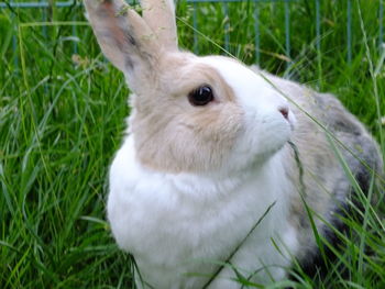 Close-up of sheep on field