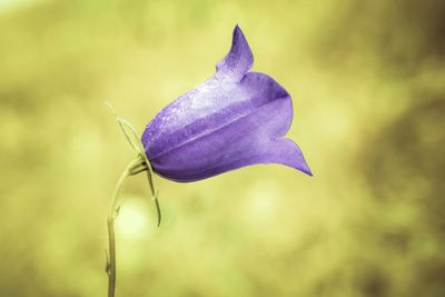 Close-up of purple flower