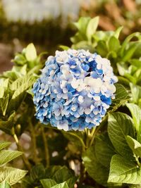 Close-up of purple hydrangea plant