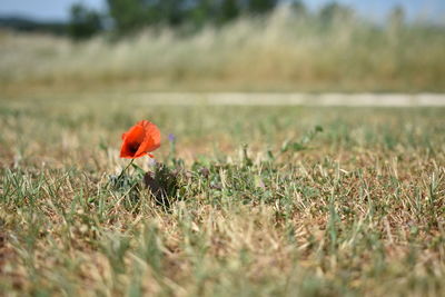 Close-up of poppy on field