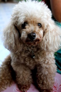 Close-up portrait of cute dog