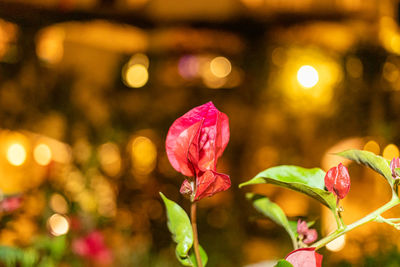 Close-up of pink flowering plant