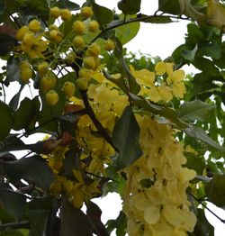 Low angle view of yellow flowers growing on tree