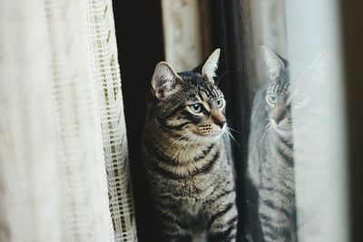 Close-up of cat looking through window at home