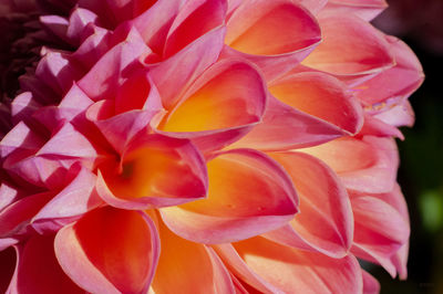 Close-up of pink rose flower