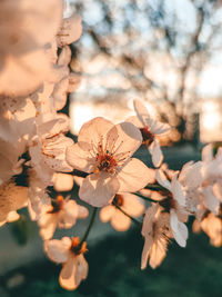 Close-up of cherry blossoms on tree