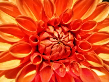 Full frame shot of orange dahlia