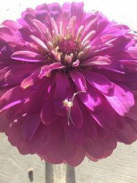 Close-up of flower blooming outdoors