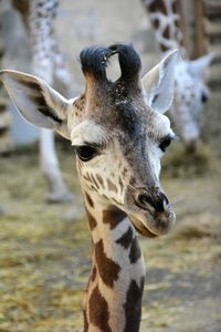 Close-up of giraffe