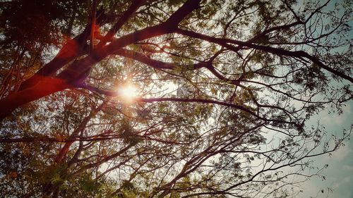 Low angle view of trees in forest