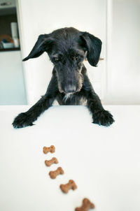 Portrait of black dog sitting at home