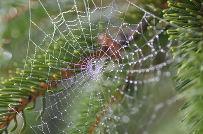 Close-up of spider on web