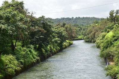 Scenic view of river in forest against sky